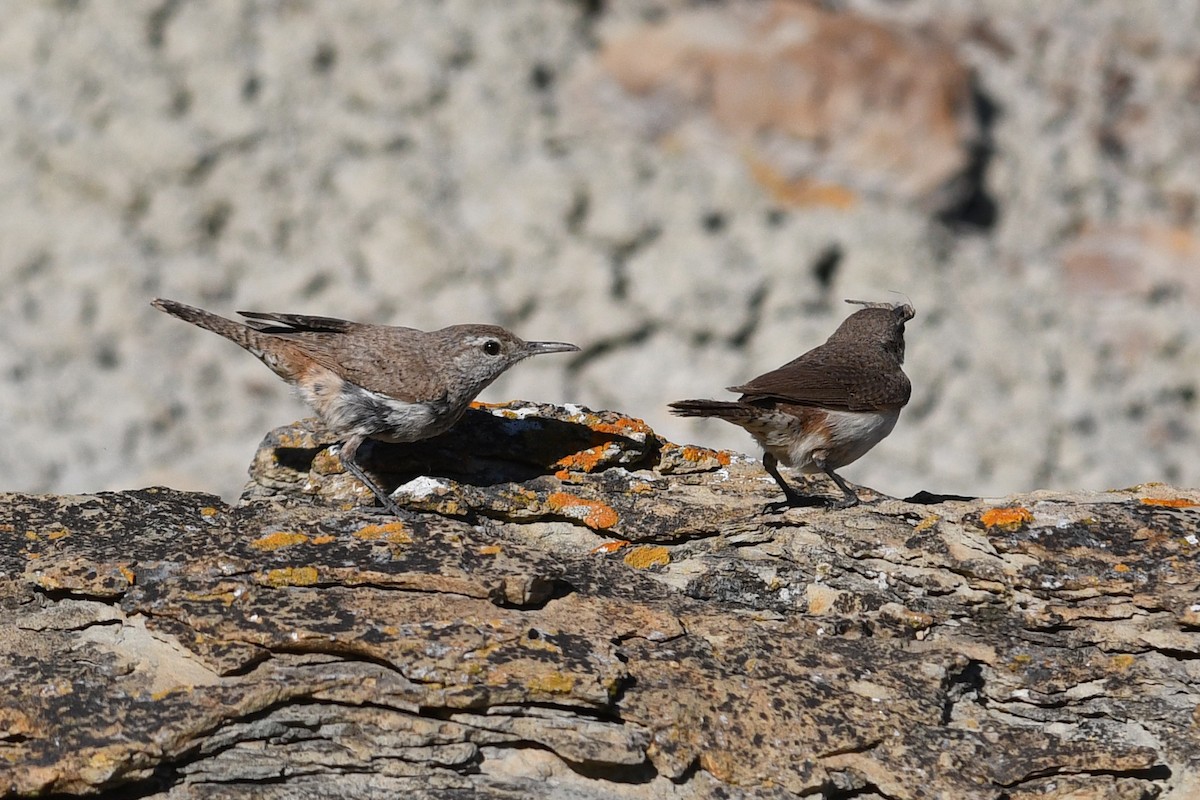 Rock Wren - ML642233456