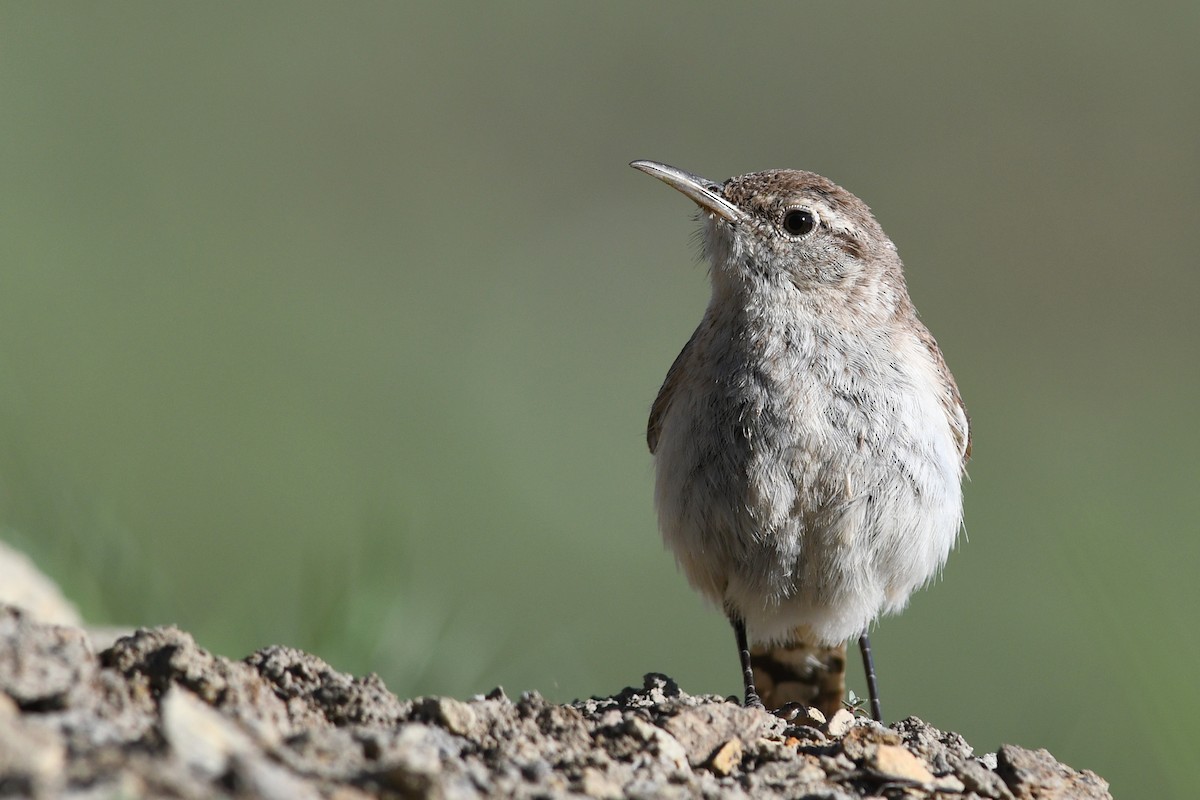 Rock Wren - ML642233457