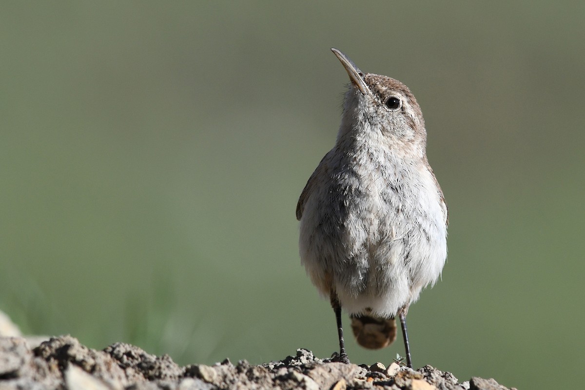 Rock Wren - ML642233458