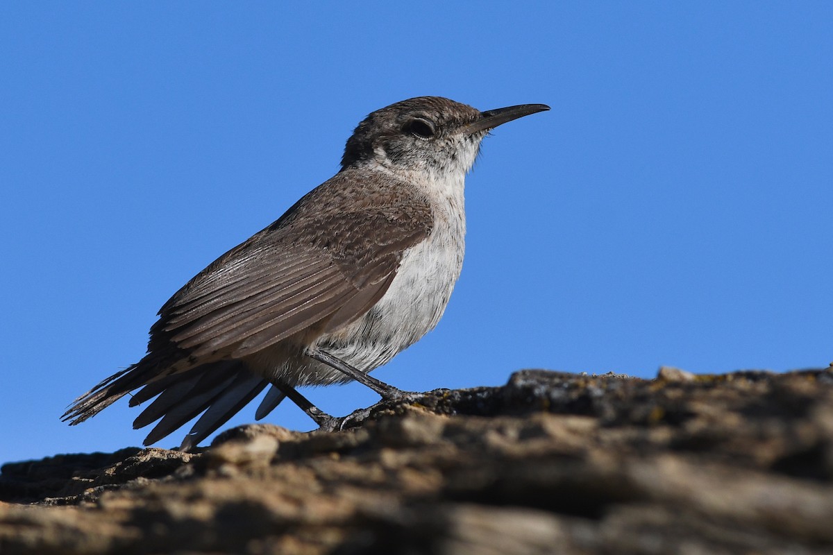 Rock Wren - ML642233459