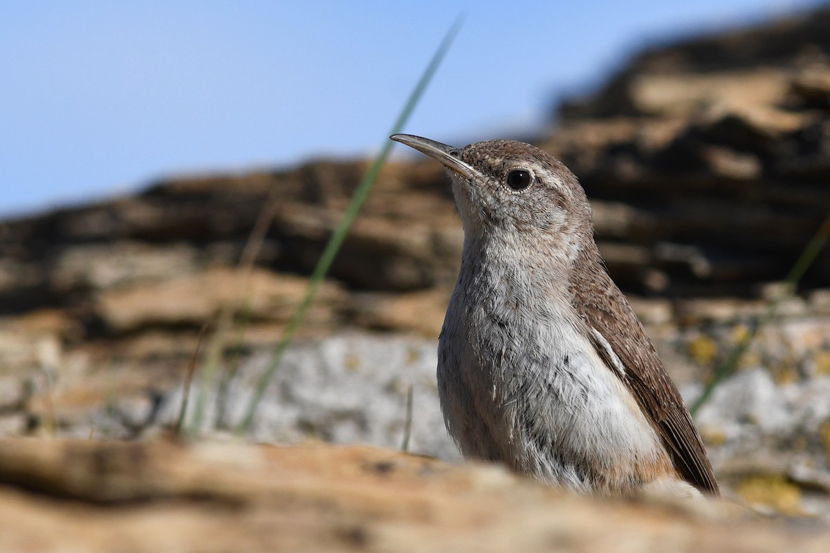Rock Wren - ML642233460