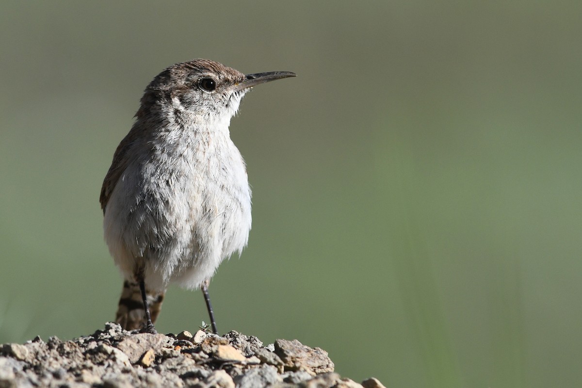 Rock Wren - ML642233461