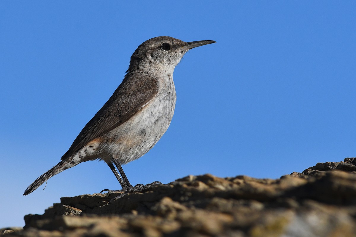 Rock Wren - ML642233462