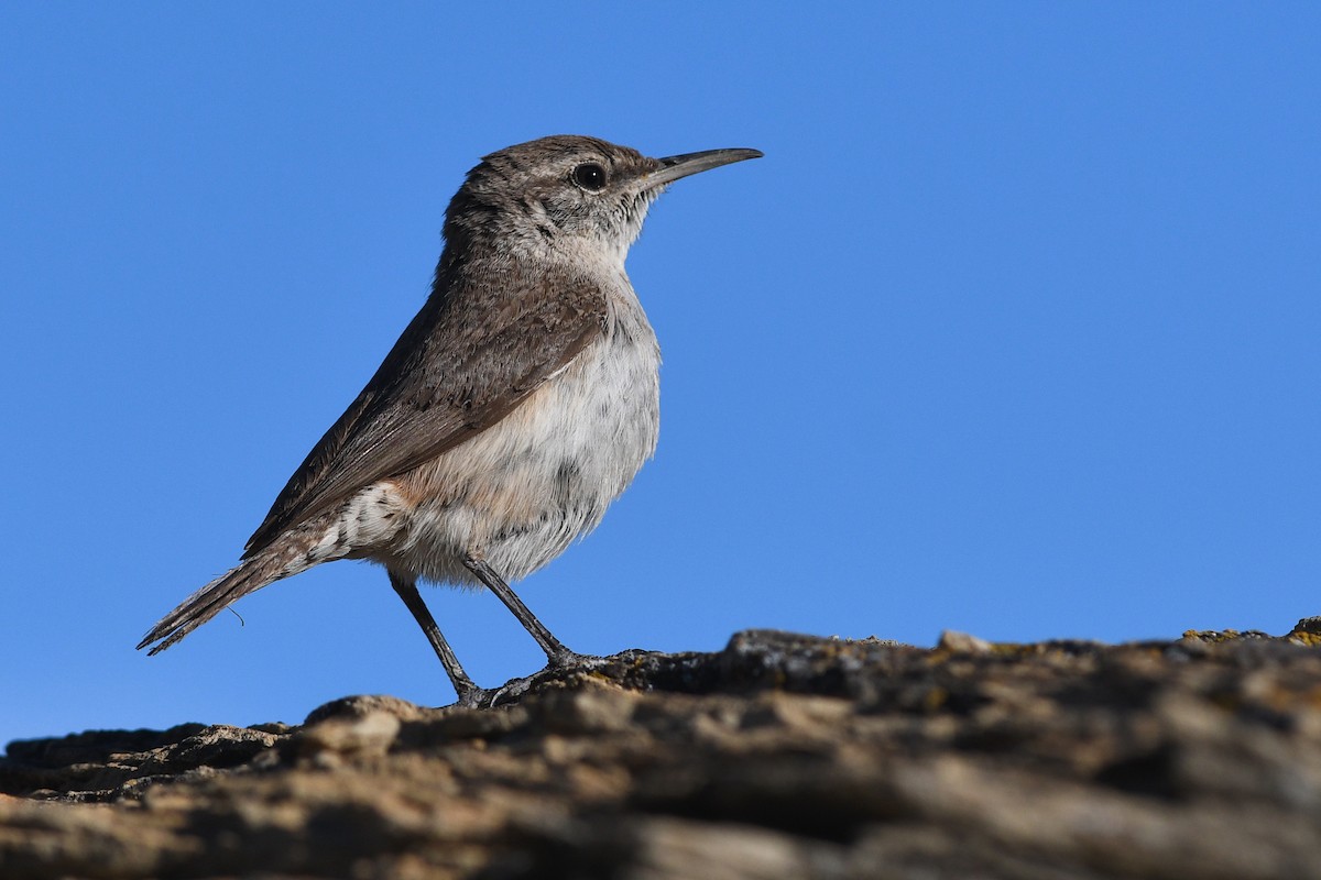 Rock Wren - ML642233463