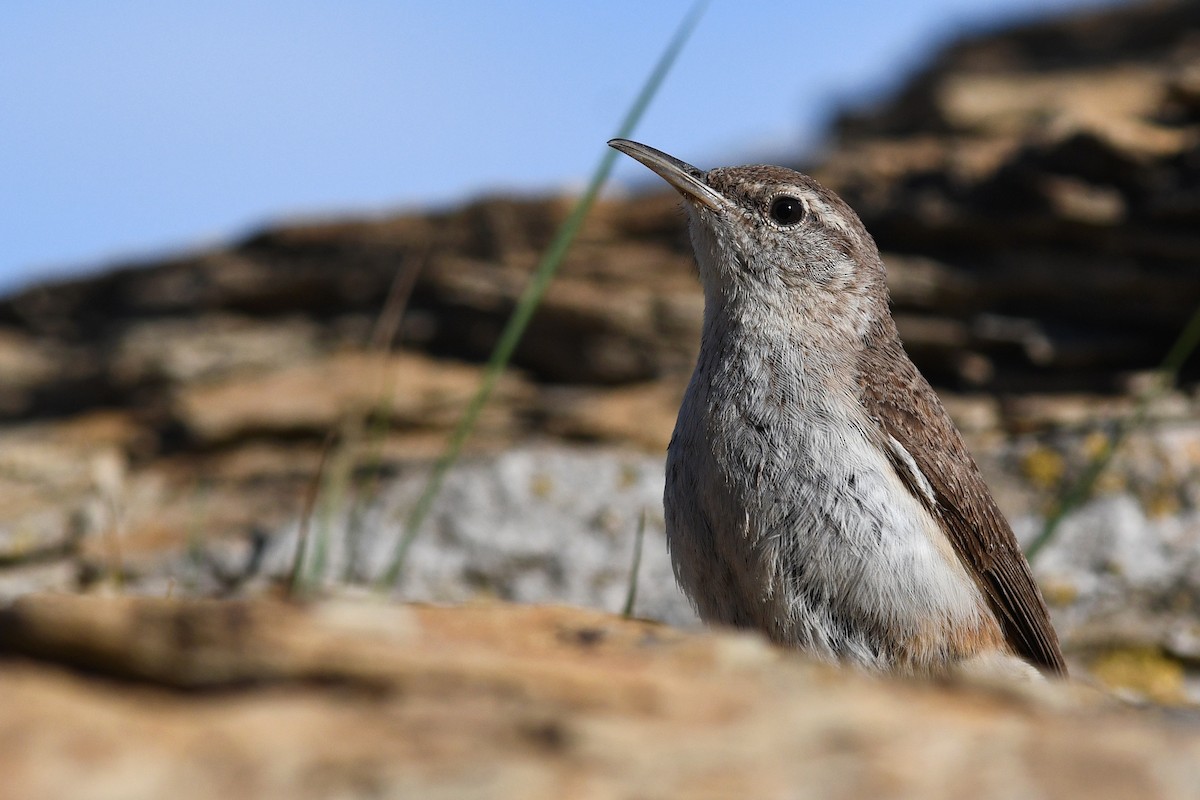 Rock Wren - ML642233464