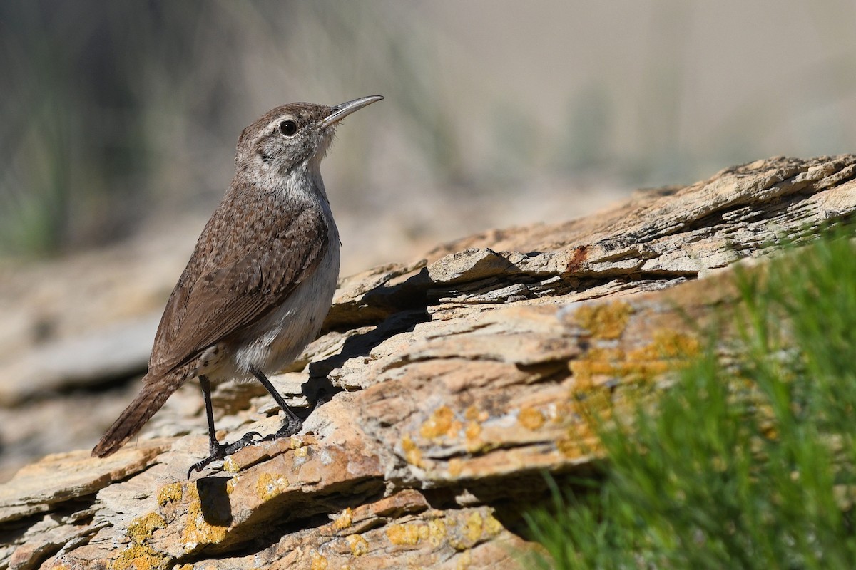 Rock Wren - ML642233465