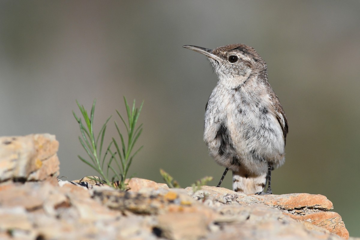 Rock Wren - ML642233466