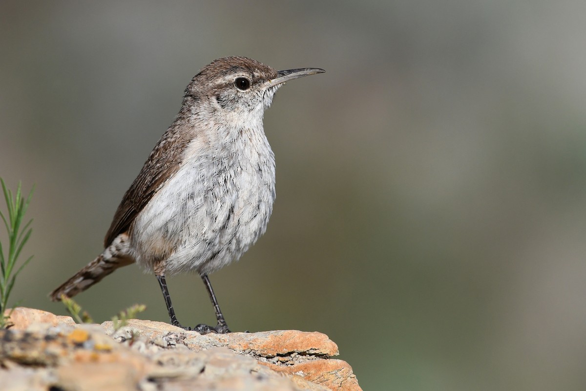 Rock Wren - ML642233467
