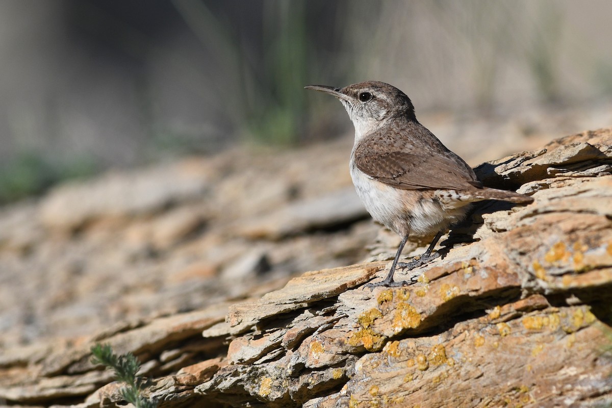 Rock Wren - ML642233468