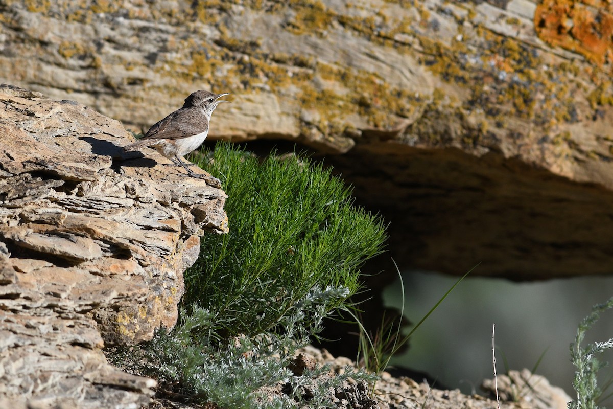 Rock Wren - ML642233469