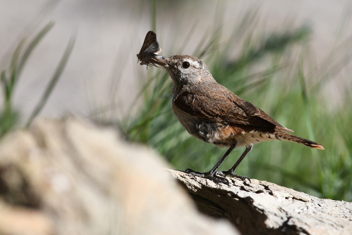 Rock Wren - ML642233470