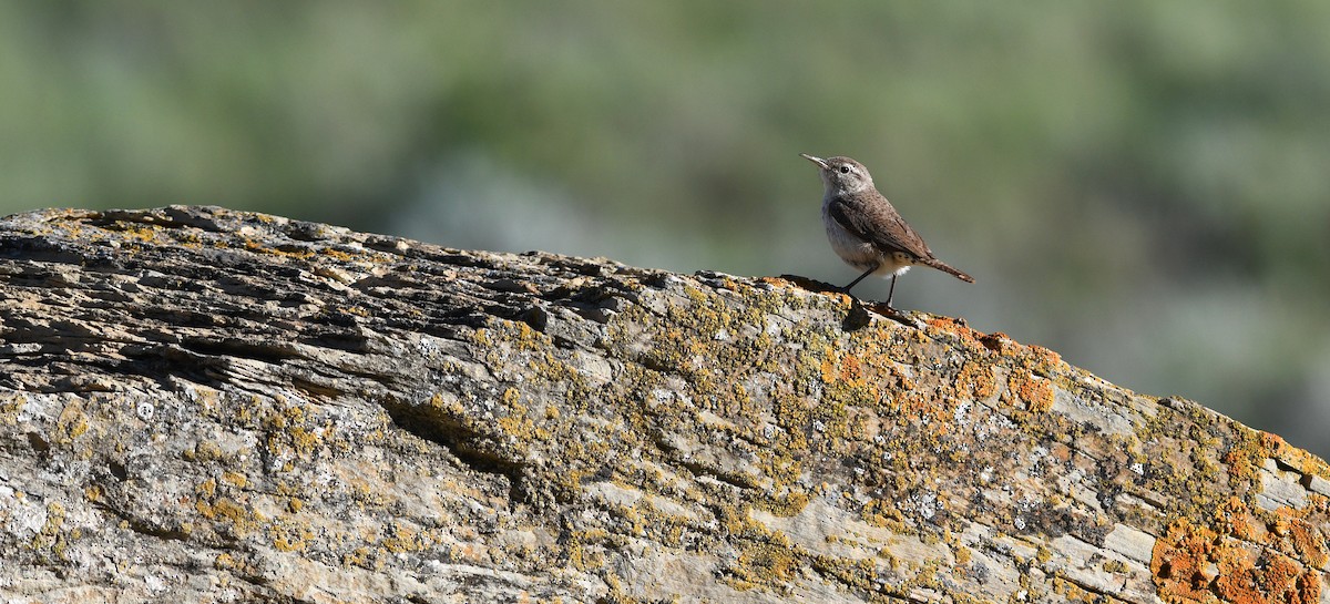 Rock Wren - ML642233471