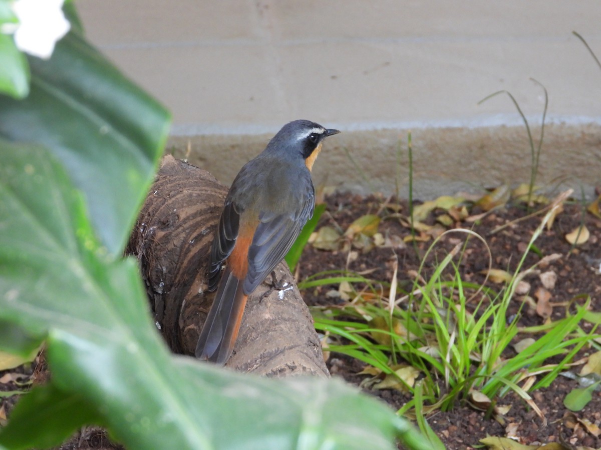 Cape Robin-Chat - ML642233476