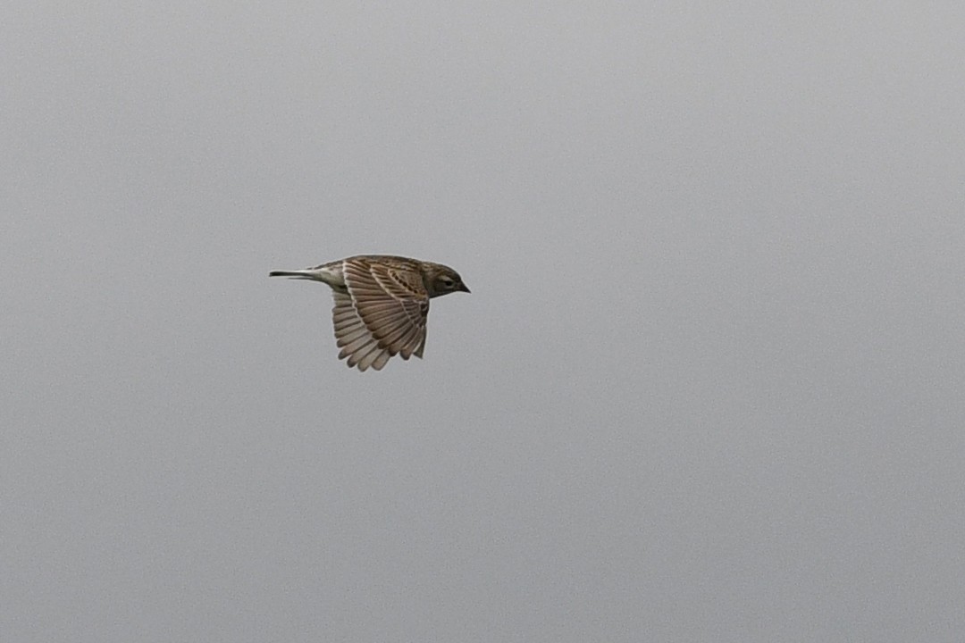 Thick-billed Longspur - ML642233506