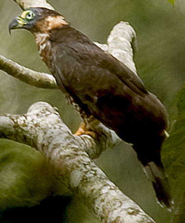 Hook-billed Kite - ML642233508