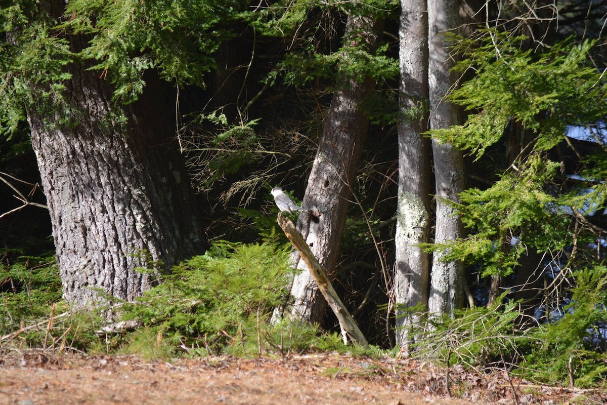 Canada Jay - ML642233546