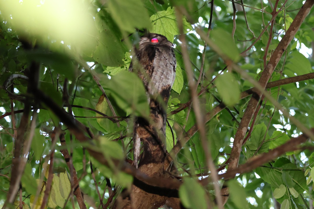 Northern Potoo - ML642233551