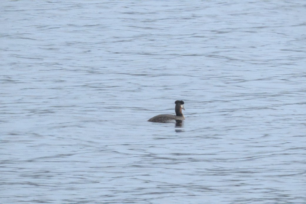 Red-necked Grebe - ML642233571