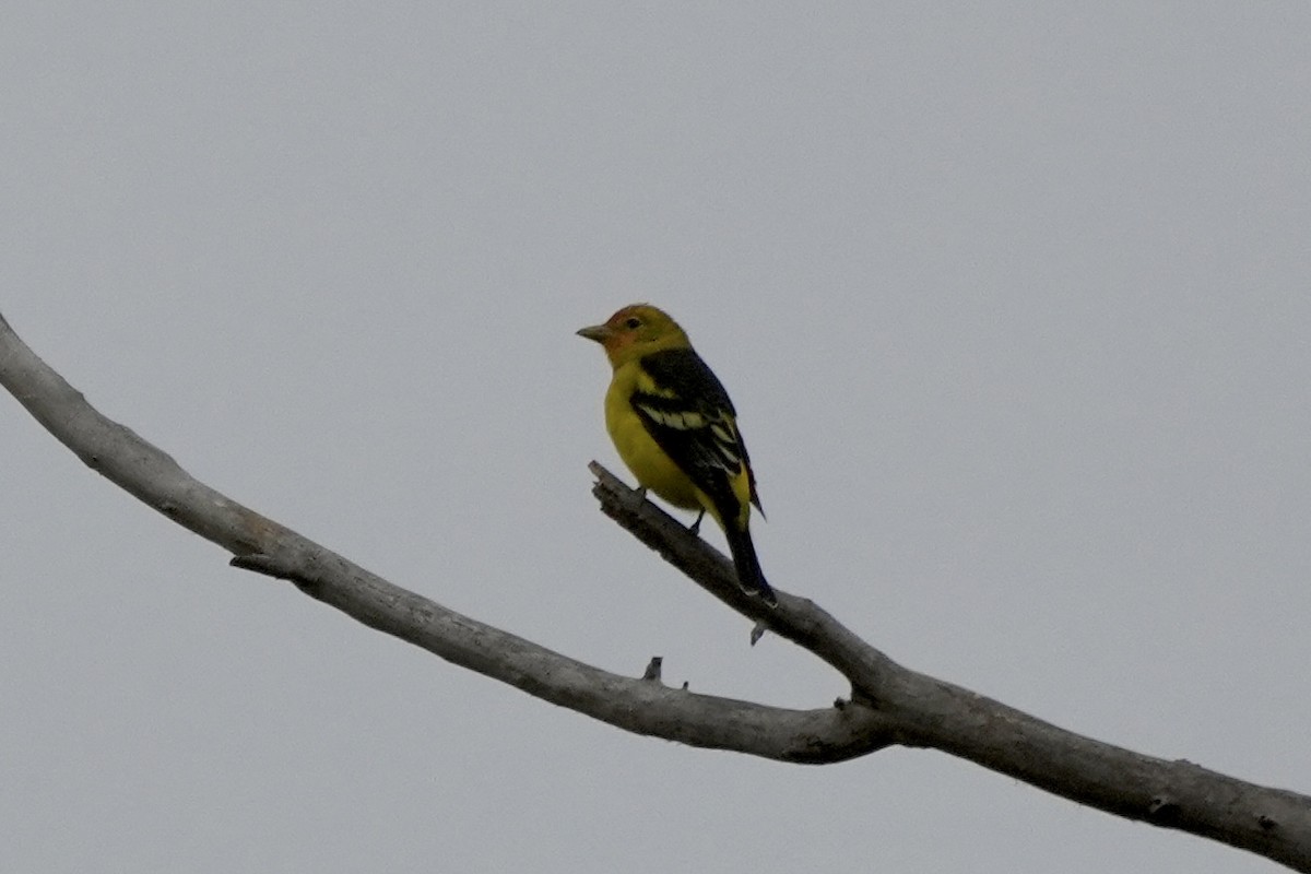 Western Tanager - ML642233593