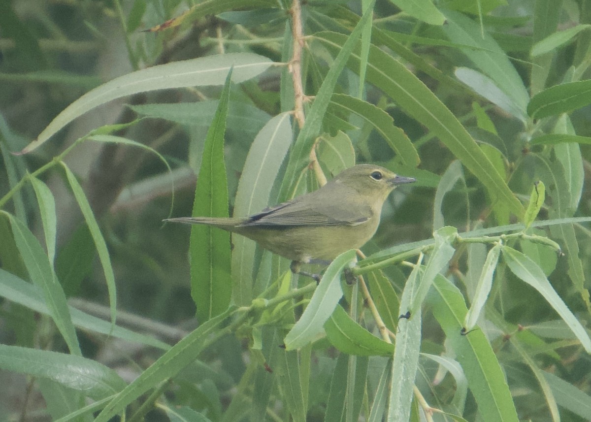 Orange-crowned Warbler - ML642233600