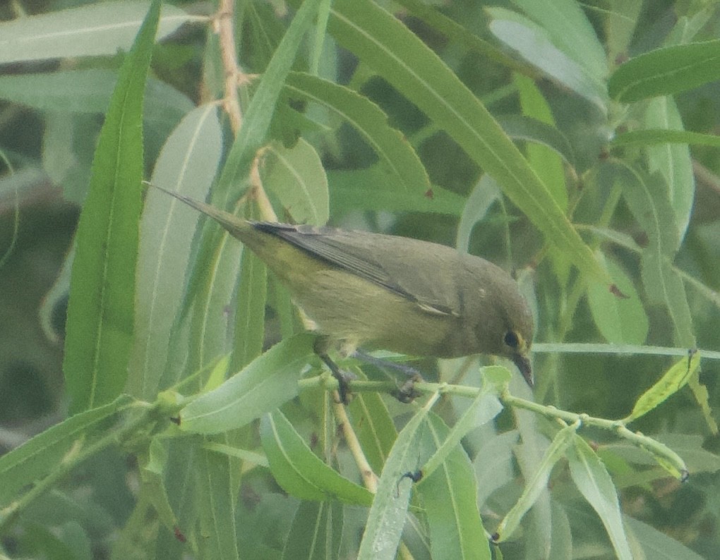 Orange-crowned Warbler - ML642233601
