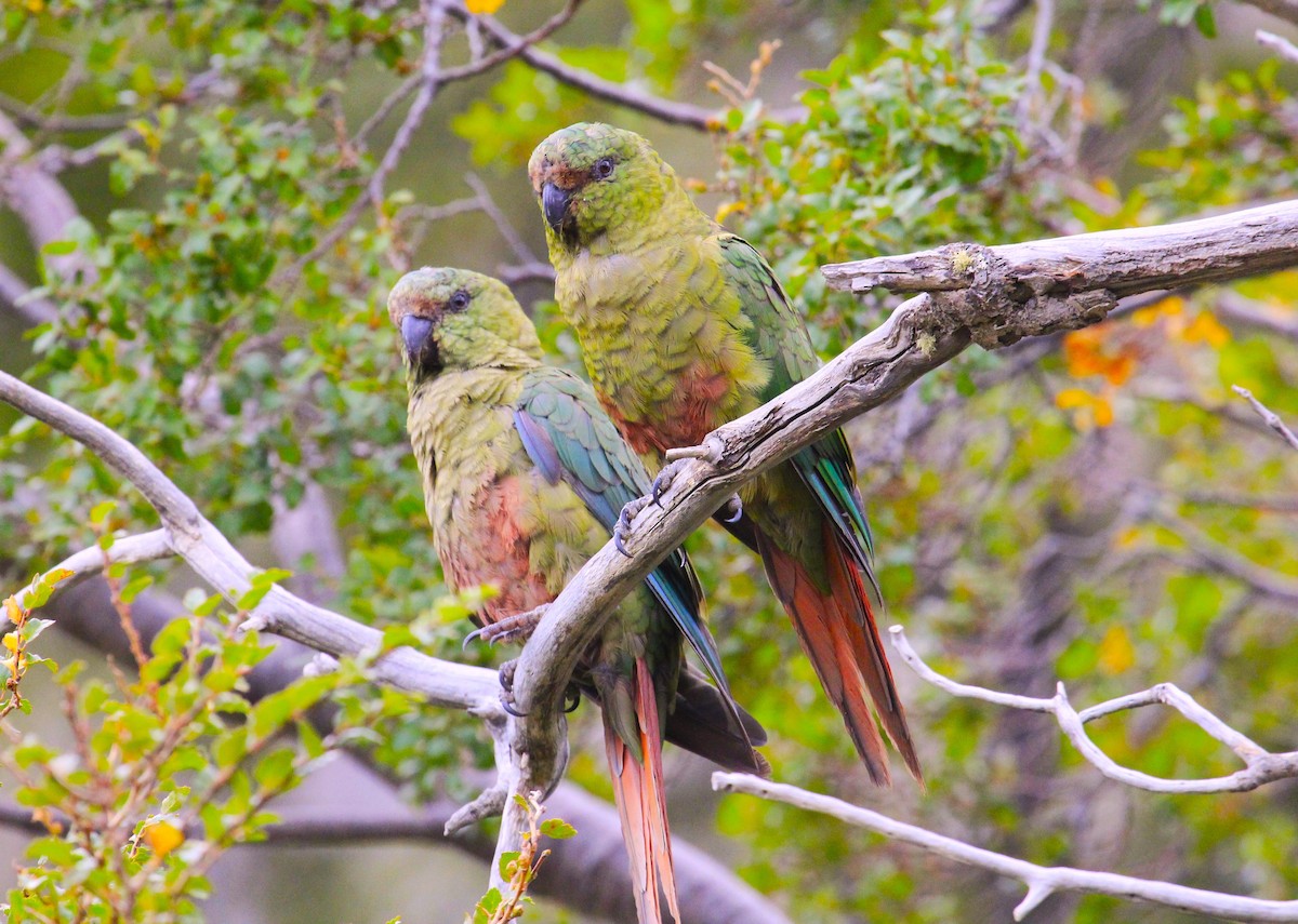 Austral Parakeet - ML642233604