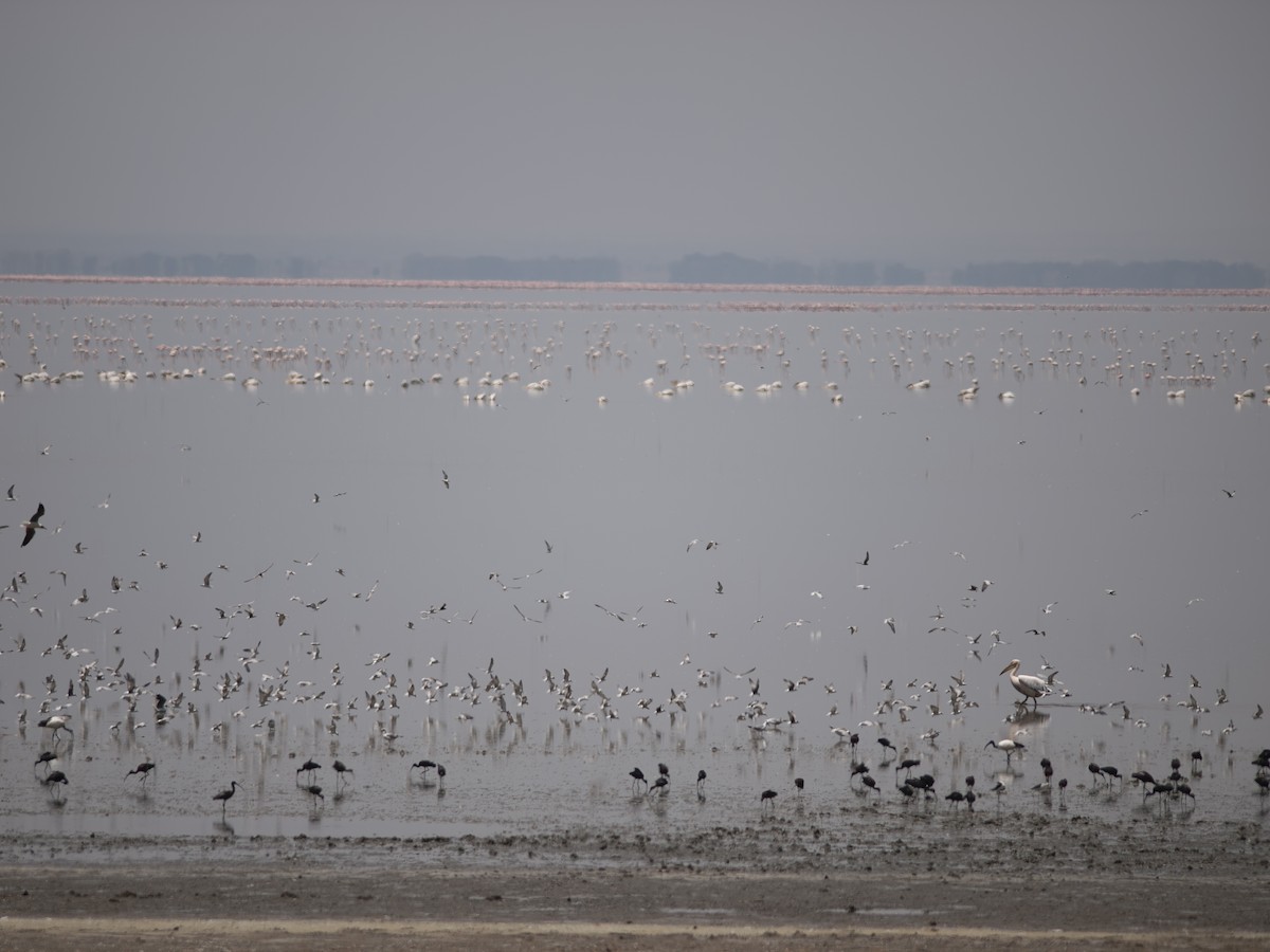 Whiskered Tern - ML642233617