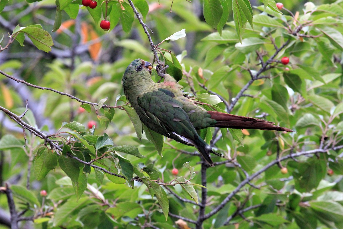 Austral Parakeet - ML642233629