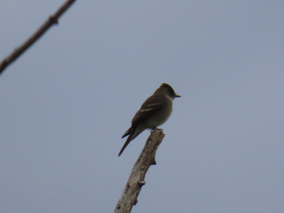 Western Wood-Pewee - ML642233676