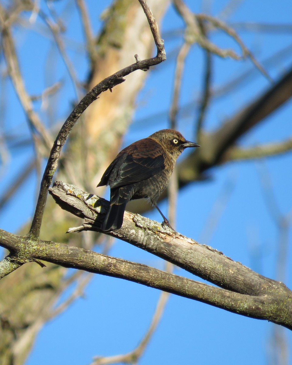 Rusty Blackbird - ML642233741