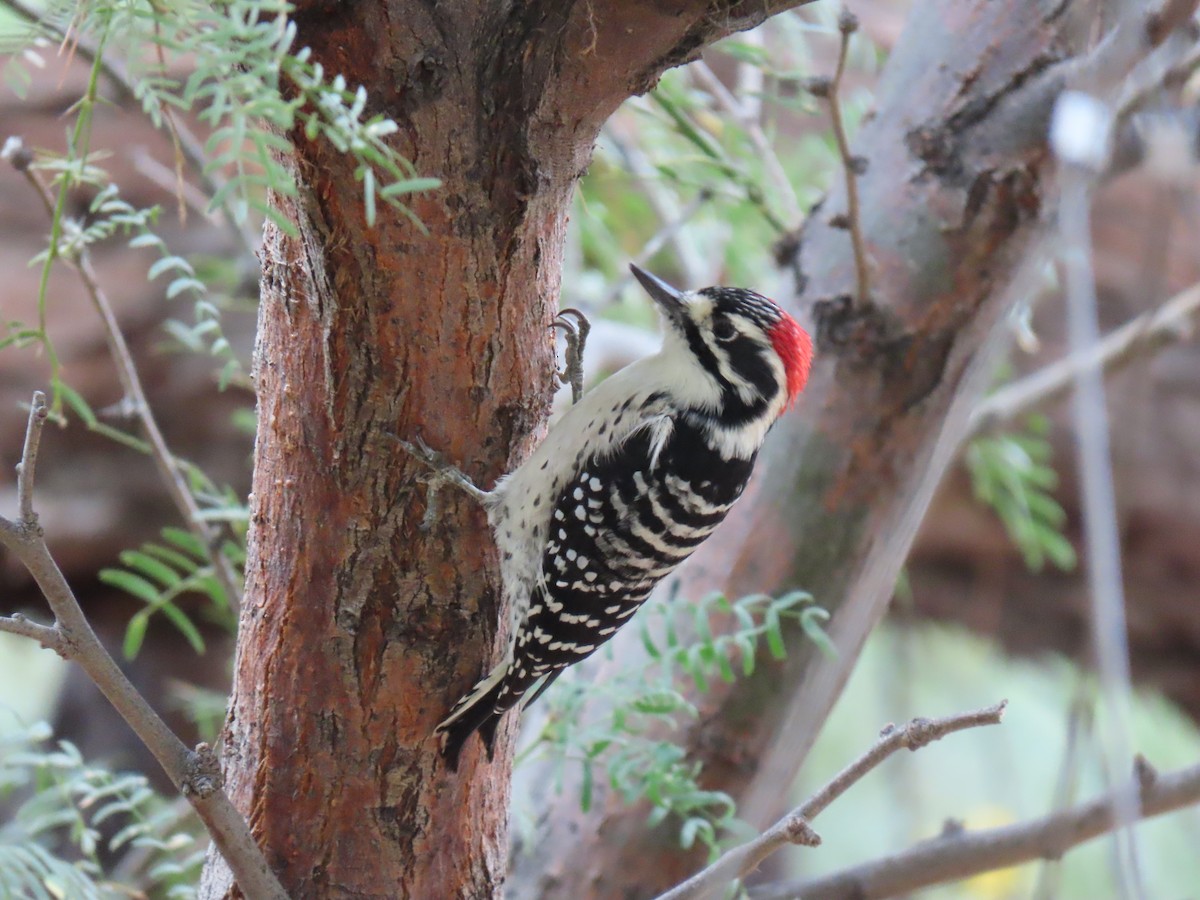 Nuttall's Woodpecker - ML642233749