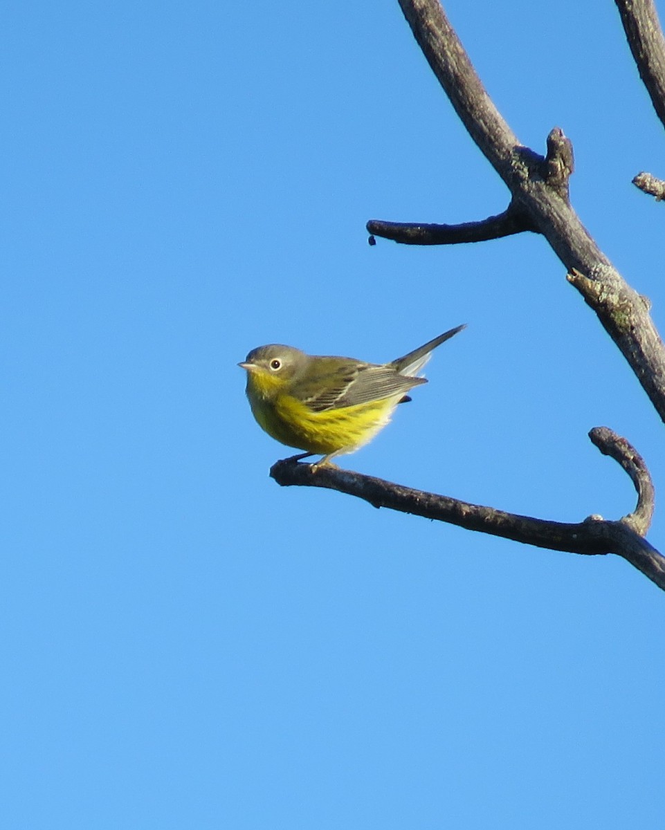 Magnolia Warbler - ML642233760