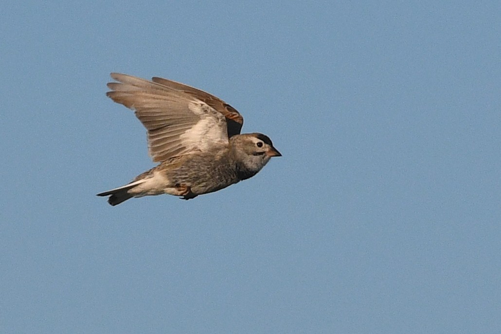 Thick-billed Longspur - ML642233770