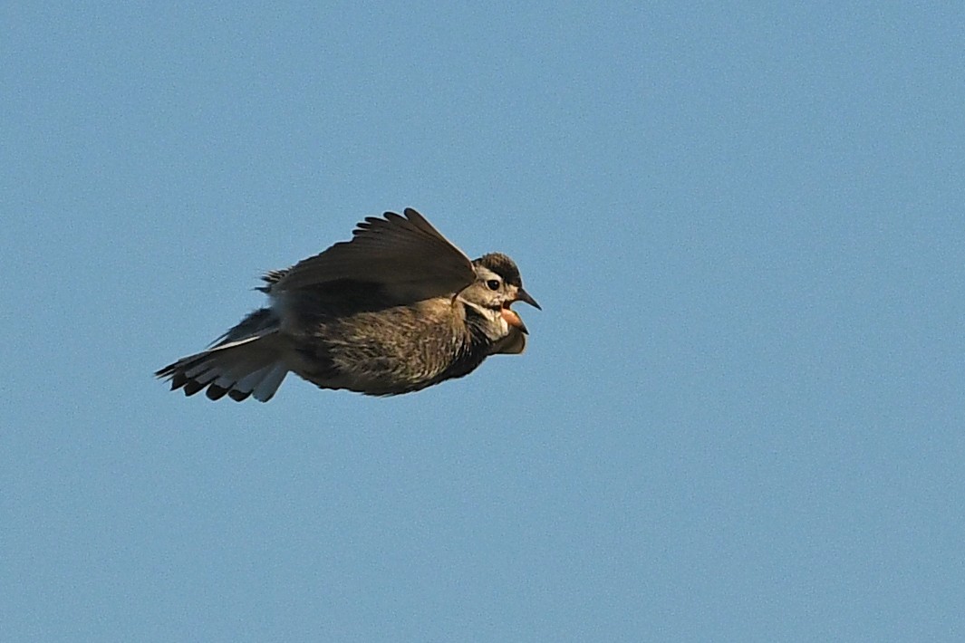 Thick-billed Longspur - ML642233771