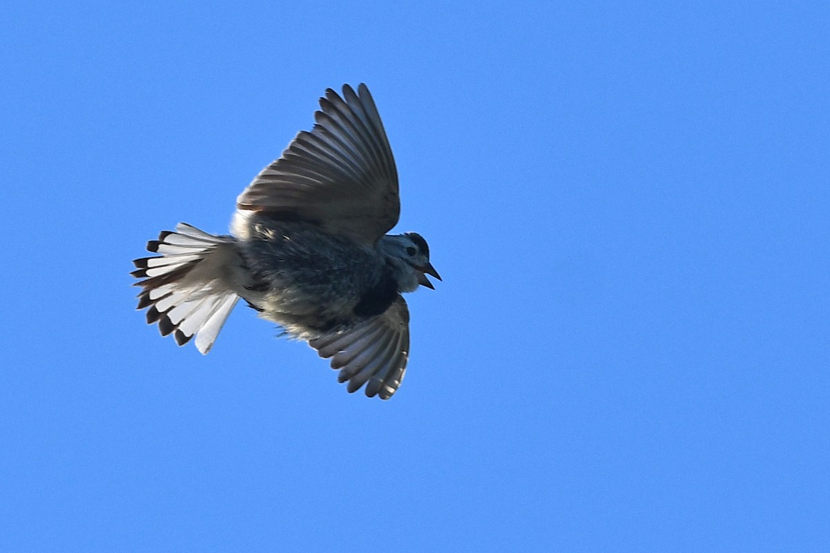 Thick-billed Longspur - ML642233772