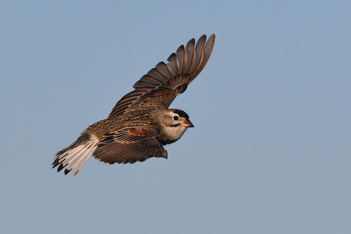 Thick-billed Longspur - ML642233773