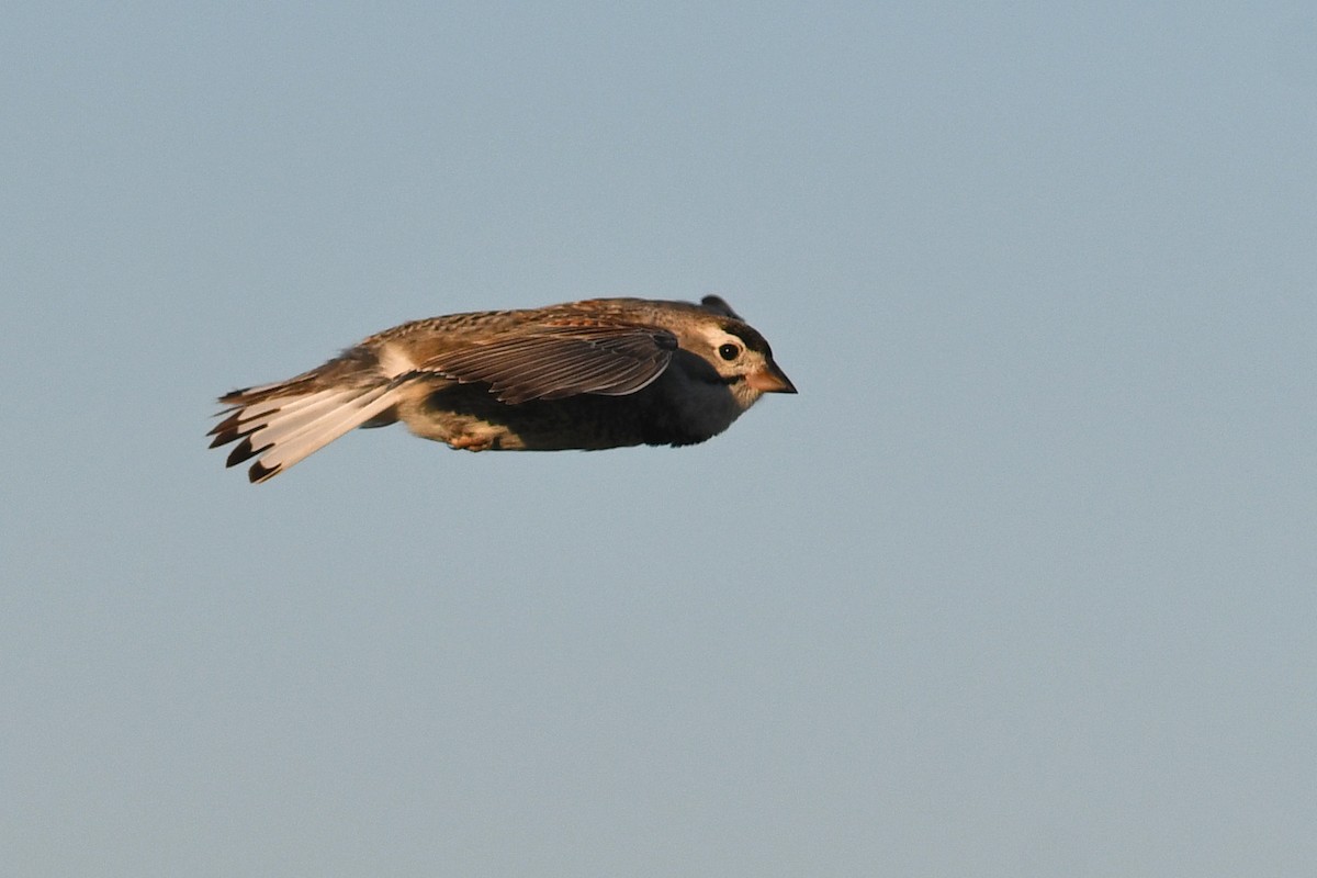 Thick-billed Longspur - ML642233774