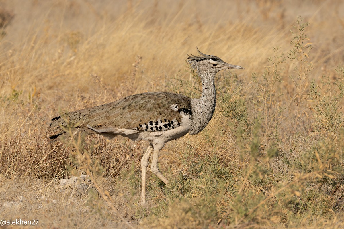 Kori Bustard - ML642233781