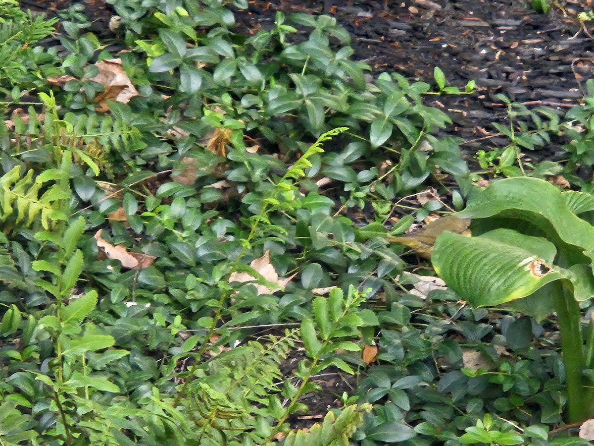 Common Yellowthroat - ML642233783