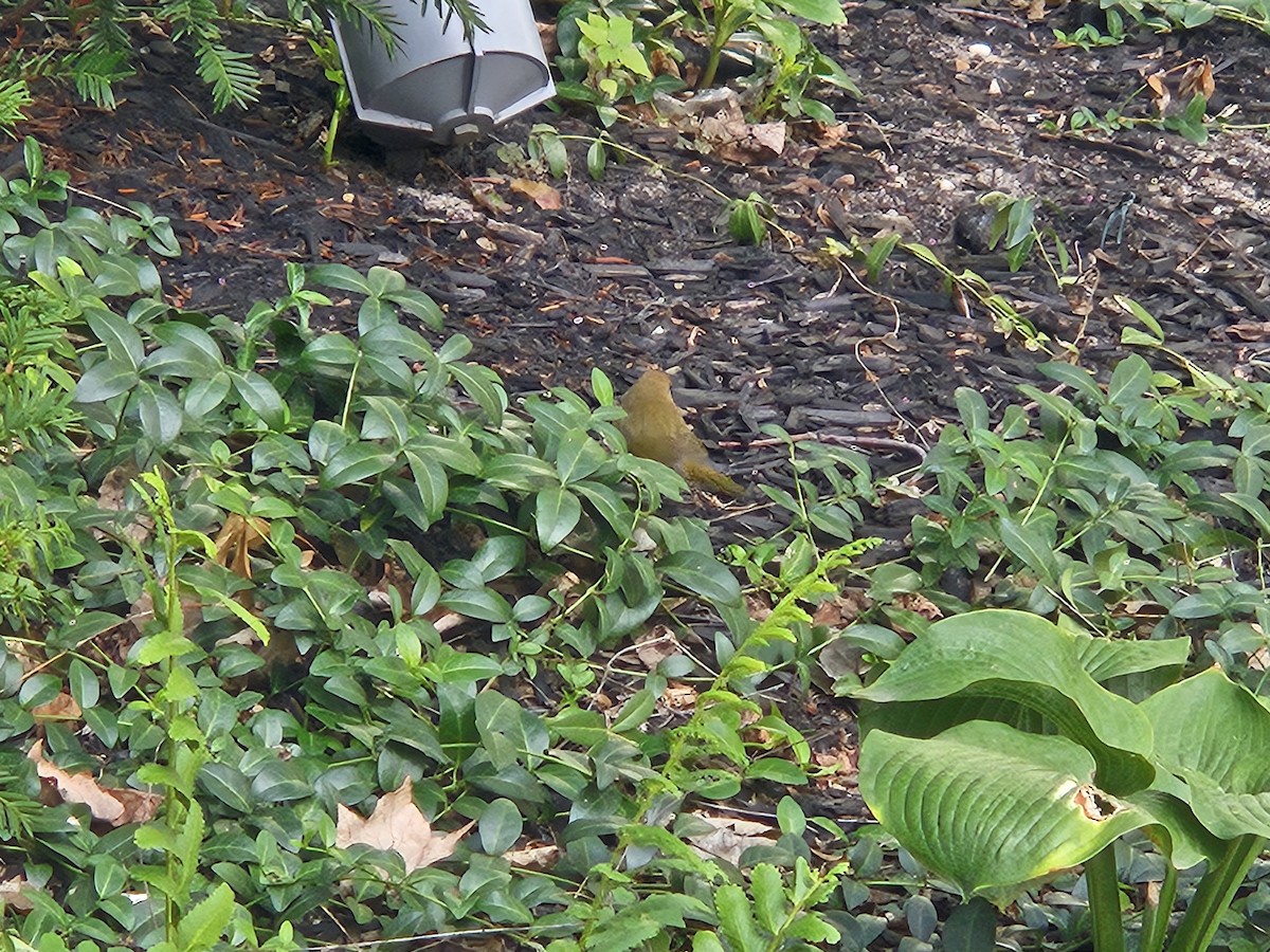 Common Yellowthroat - ML642233784