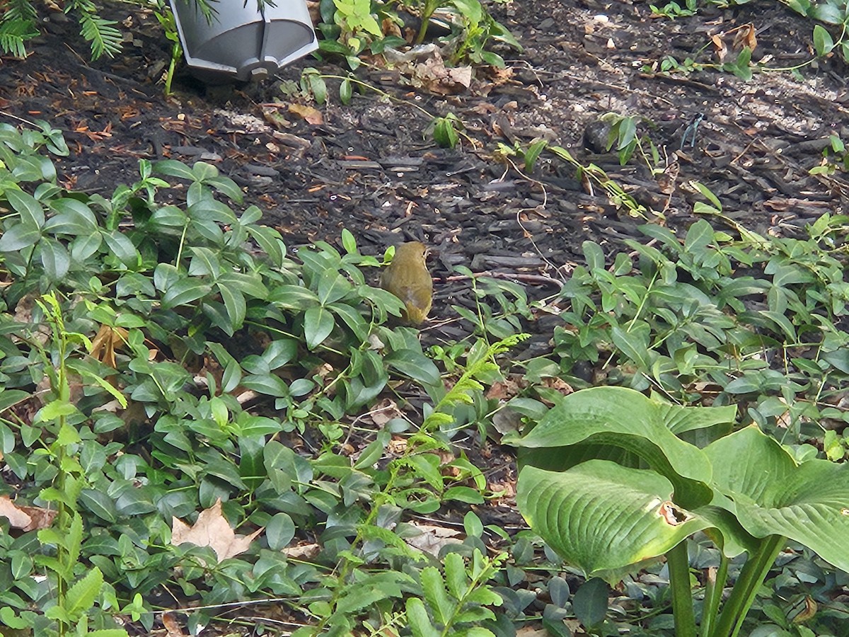 Common Yellowthroat - ML642233785