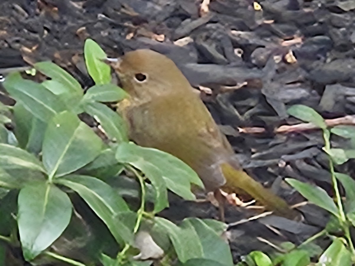 Common Yellowthroat - ML642233786