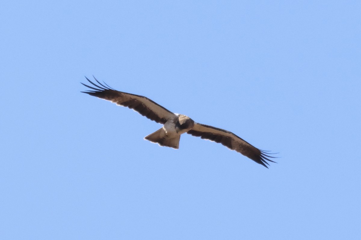 Booted Eagle - ML642233788