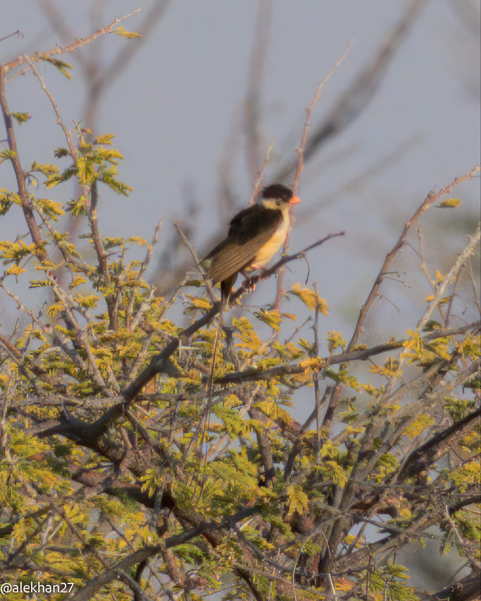 Shaft-tailed Whydah - ML642233802