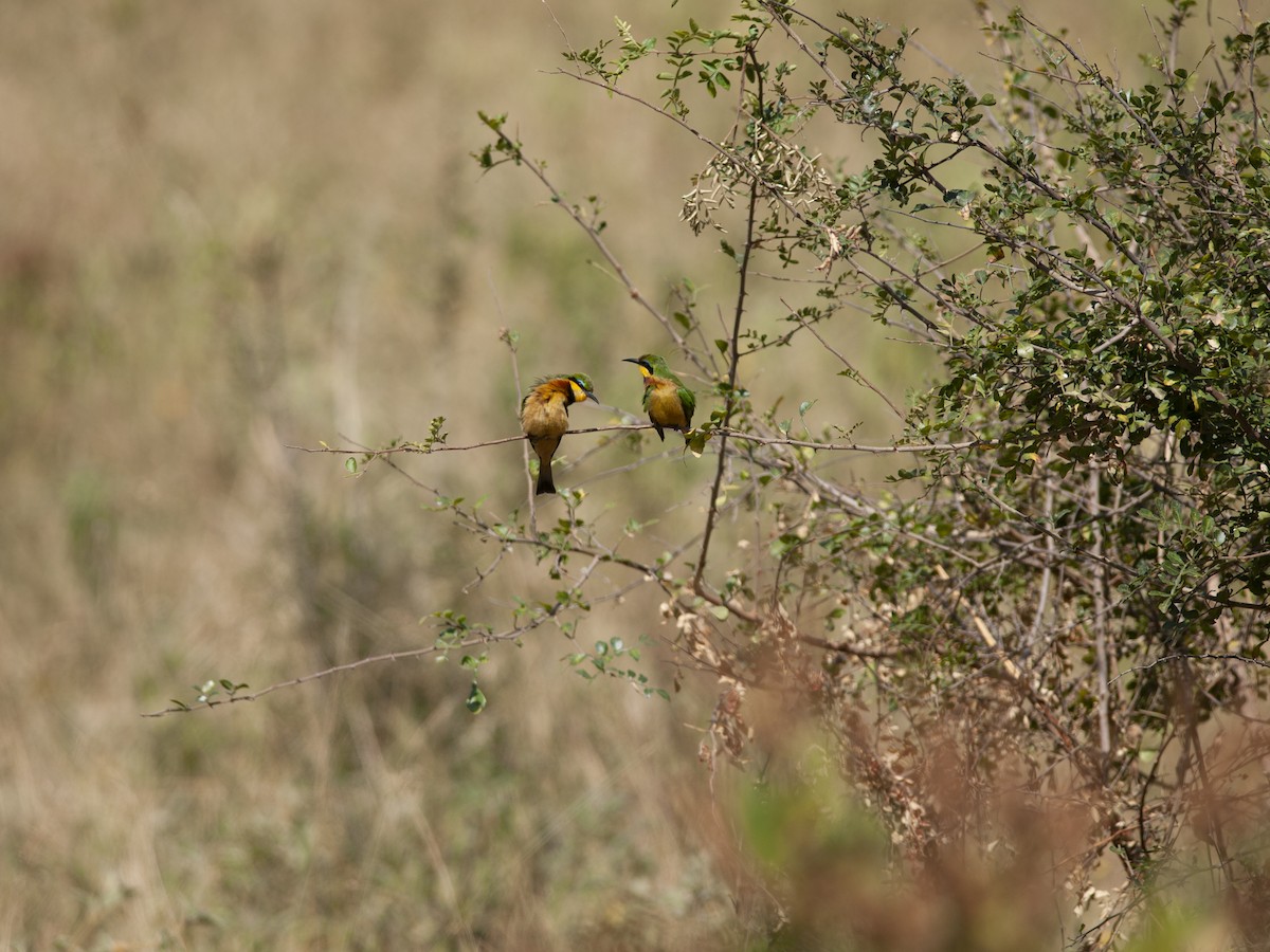 Little Bee-eater - ML642233805