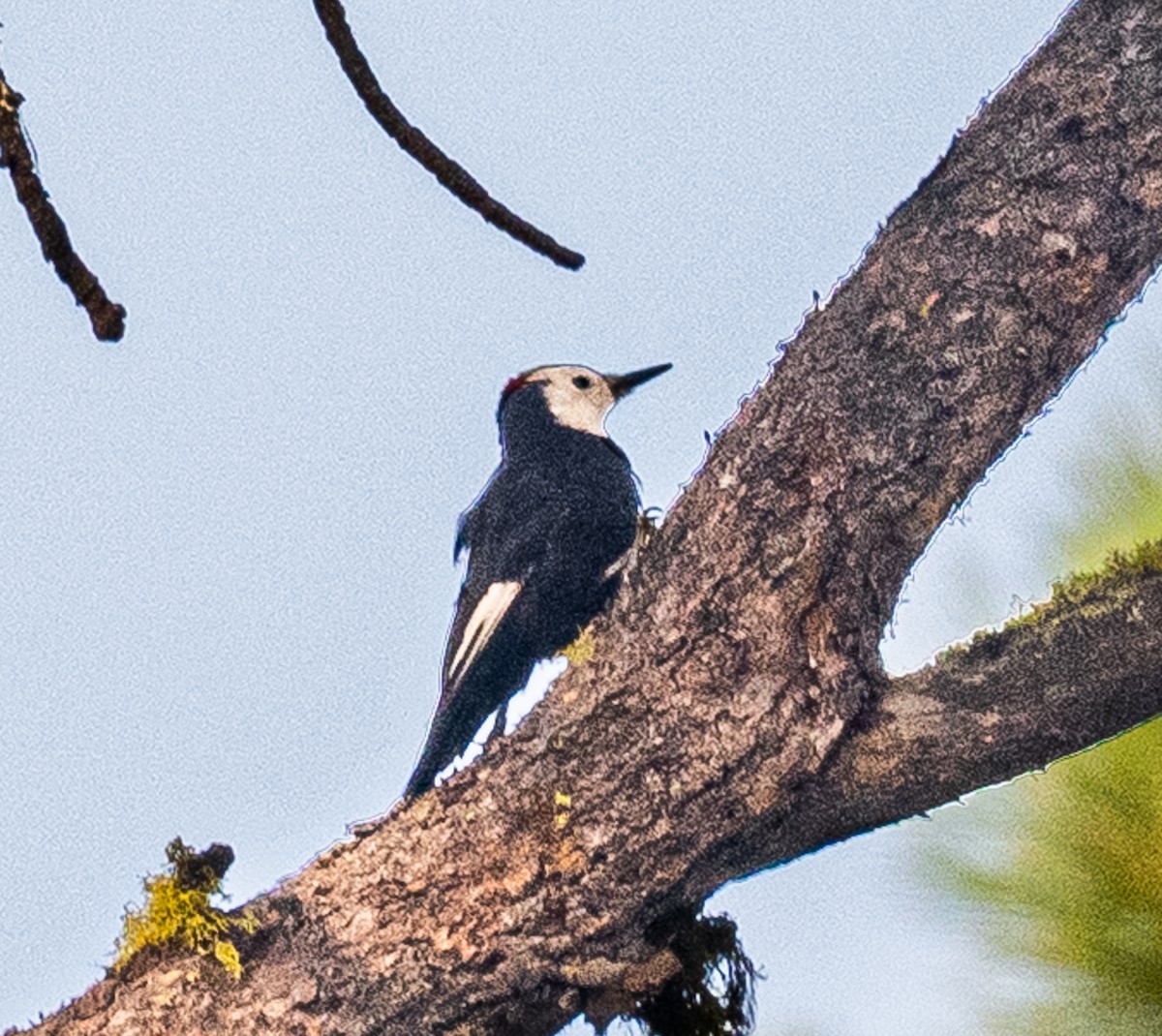 White-headed Woodpecker - ML642233811