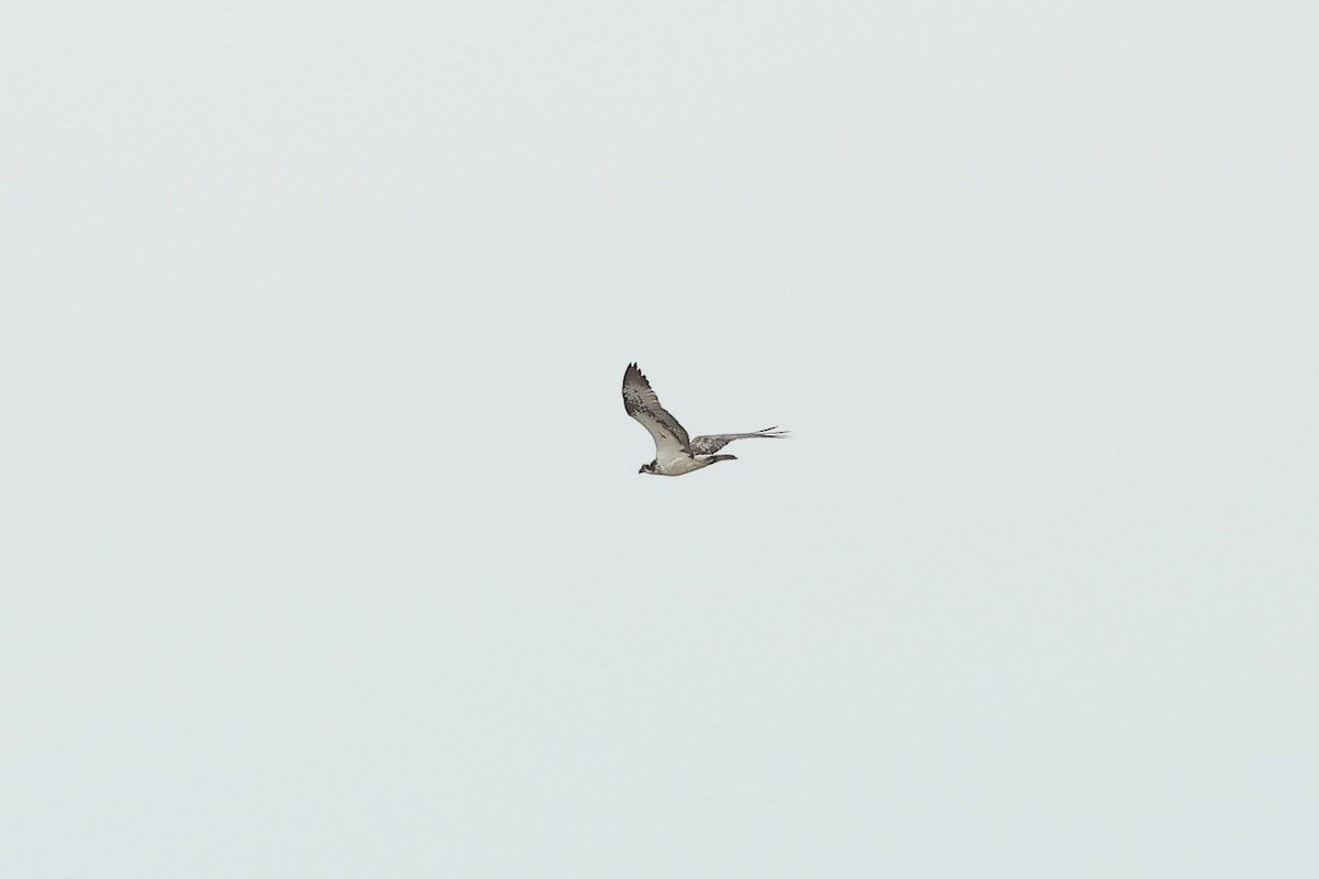 Osprey (Eurasian) - ML642233821