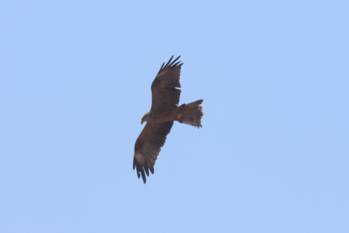 Black Kite - ML642233827