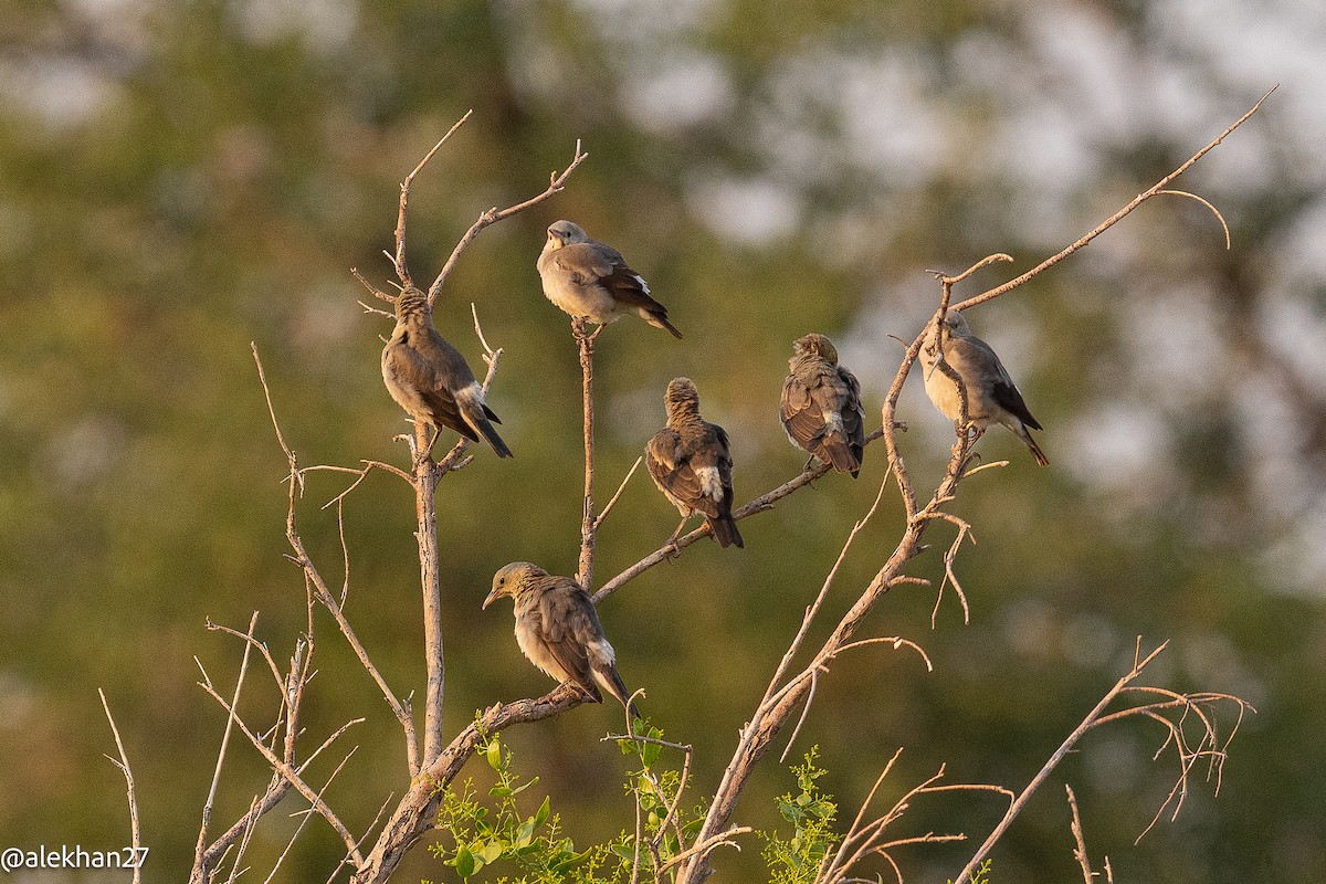 Wattled Starling - ML642233887