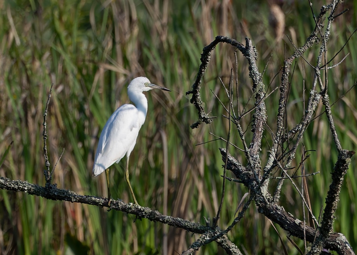 Little Blue Heron - ML642233990